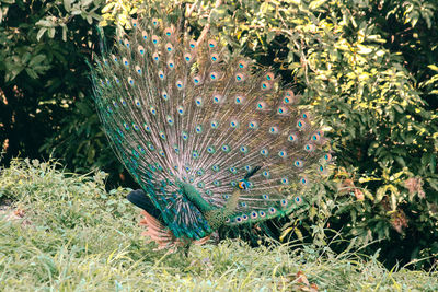 peacock