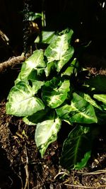 Close-up of fresh green leaf