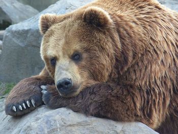 Brown bear looking away while resting on rocks