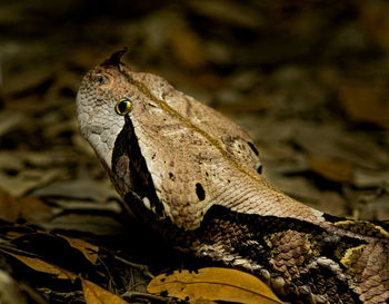 Close-up of frog on leaf