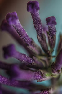 Close-up of purple flower