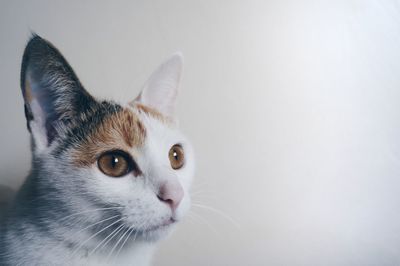 Close-up portrait of cat