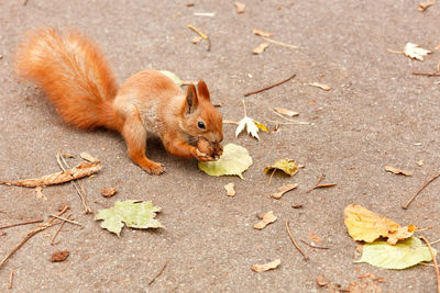 Red squirrel nibbles a walnut in the autumn.