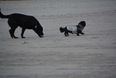 Dogs playing on beach