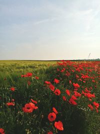 Scenic view of poppy field against sky