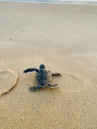 High angle view of crab on beach