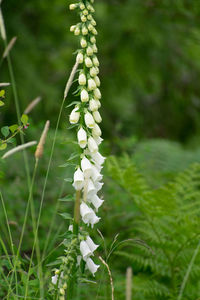 Close-up of white flowering plant