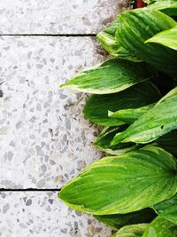 High angle view of wet leaves on footpath
