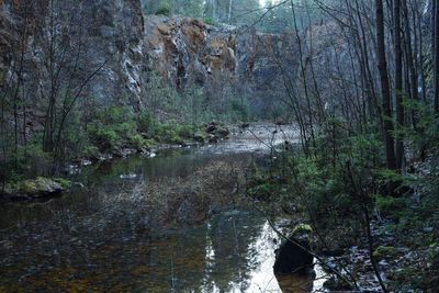 Reflection of trees in water