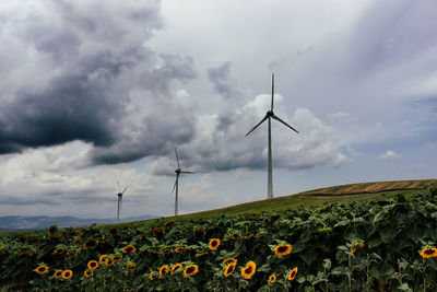 Scenic view of sunflower field against sky