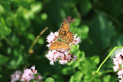 Close-up of butterfly pollinating on flower