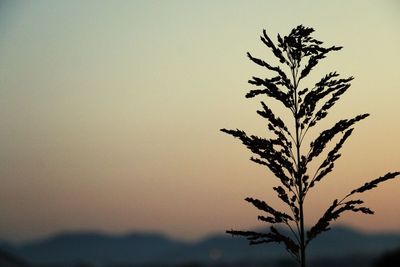 Close-up of plant against clear sky