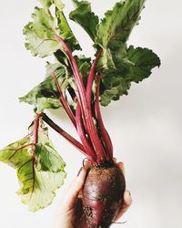 Midsection of person holding leaf against white background