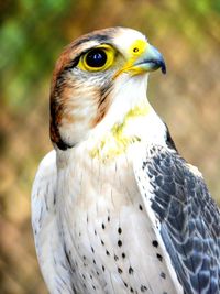 Close-up of owl