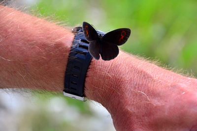 Close-up of butterfly on hand