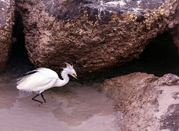 High angle view of bird on rock by lake