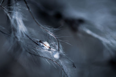 Close-up of spider