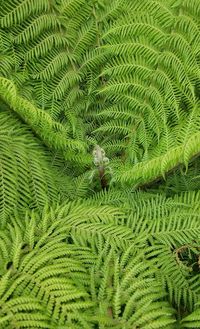 Full frame shot of green fern