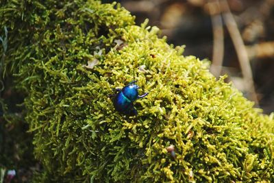 Close-up of blue beetle on leaf