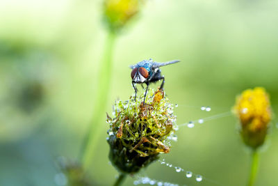 Close-up of insect on flower