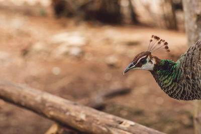 Close-up of peacock