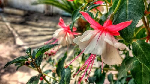 Close-up of flowers blooming outdoors