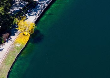 Reflection of trees in water