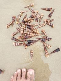 High angle view of shells on sand at beach