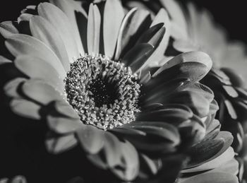 Close-up of white daisy flower