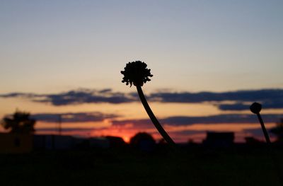 Close-up of silhouette flower against sky at sunset