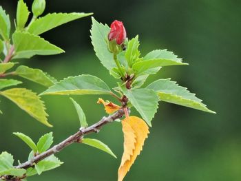 Close-up of insect on plant