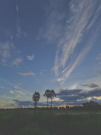 Trees on field against sky during sunset