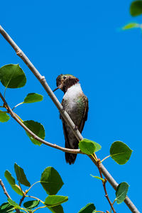 Low angle view of bird perching on branch against blue sky