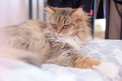 Close-up of fluffy cat resting on bed