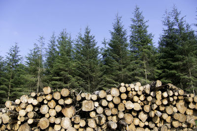 Stack of logs in forest