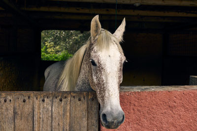 Close upbof horse in stable