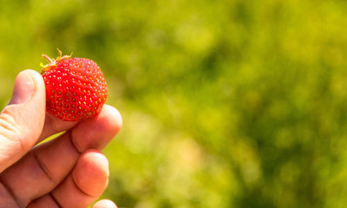 Close-up of hand holding strawberry