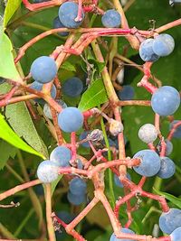 branch