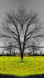 Bare tree on field against clear sky