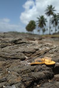 View of crab on rock