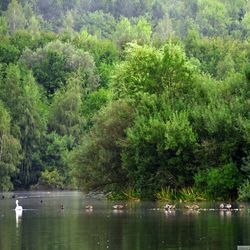 Scenic view of lake with trees in background
