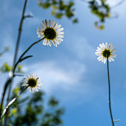 Low angle view of white flowering plant against sky