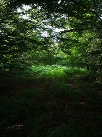 Scenic view of forest