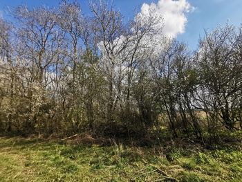 Plants growing on field against sky