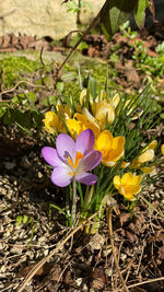 Close-up of purple crocus flowers on field