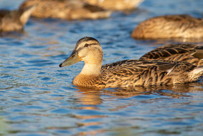 Duck swimming in lake