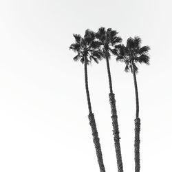 Low angle view of palm trees growing against clear sky
