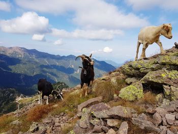 Goats standing on rock against sky