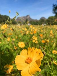 Close-up of yellow flowering plant on field