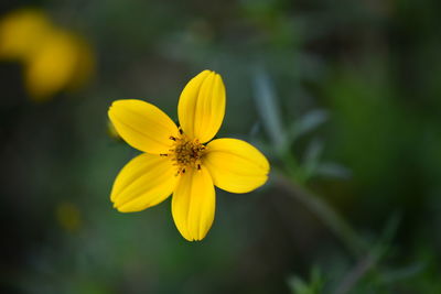 Close-up of yellow flowering plant